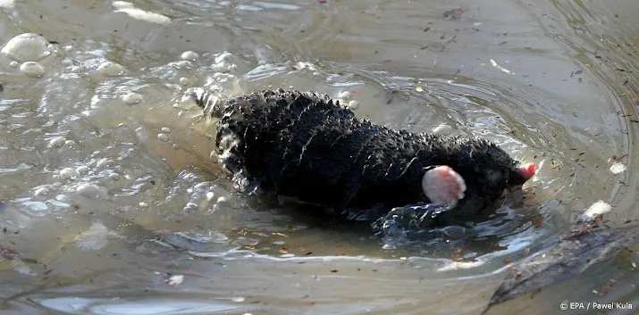 zoogdiervereniging wil meer weten over de mol