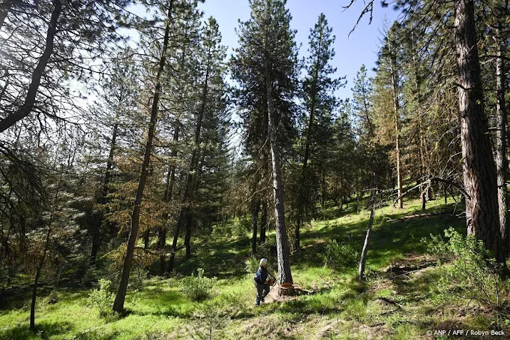anp300625003 1