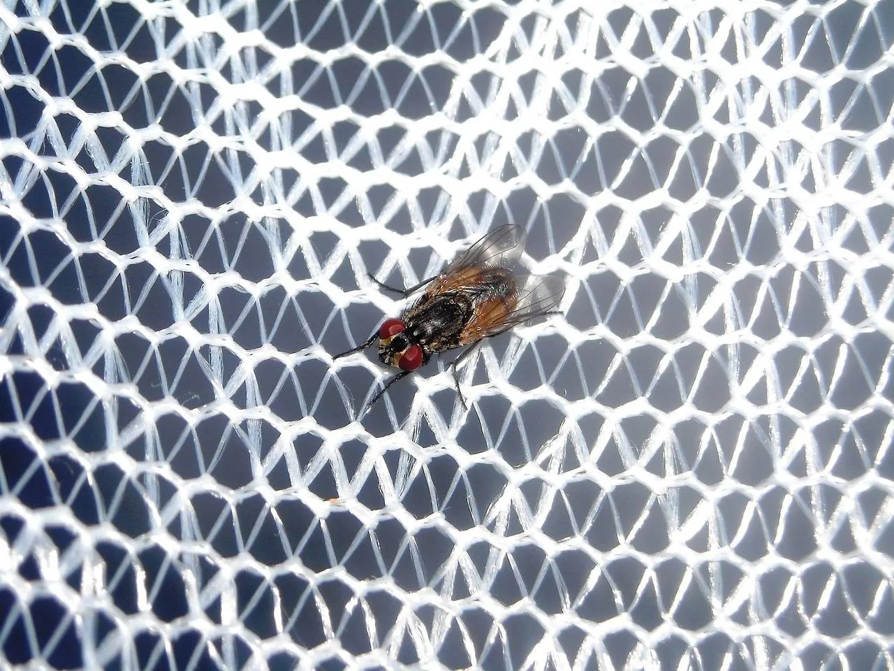 flies-346451_1280