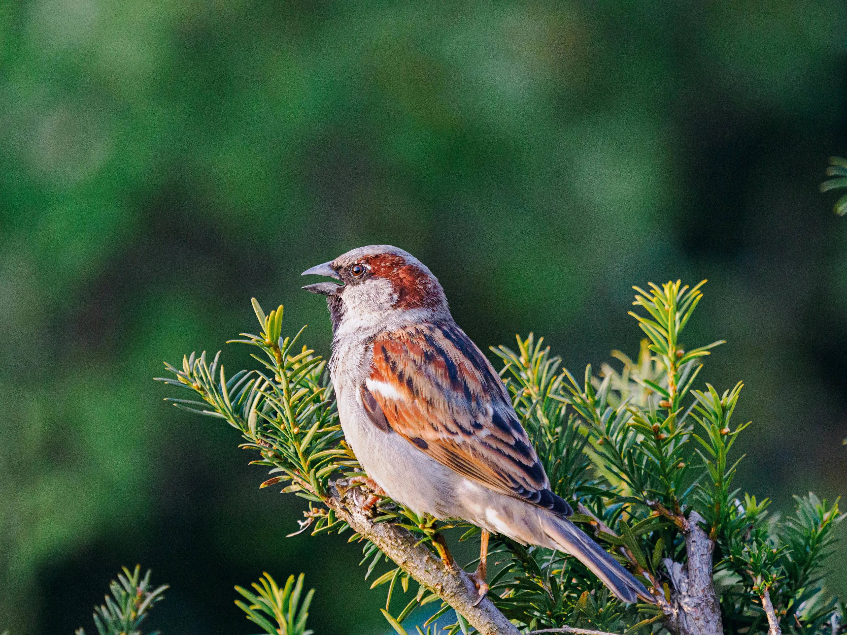 pexels-valentin-2150793390-31718020