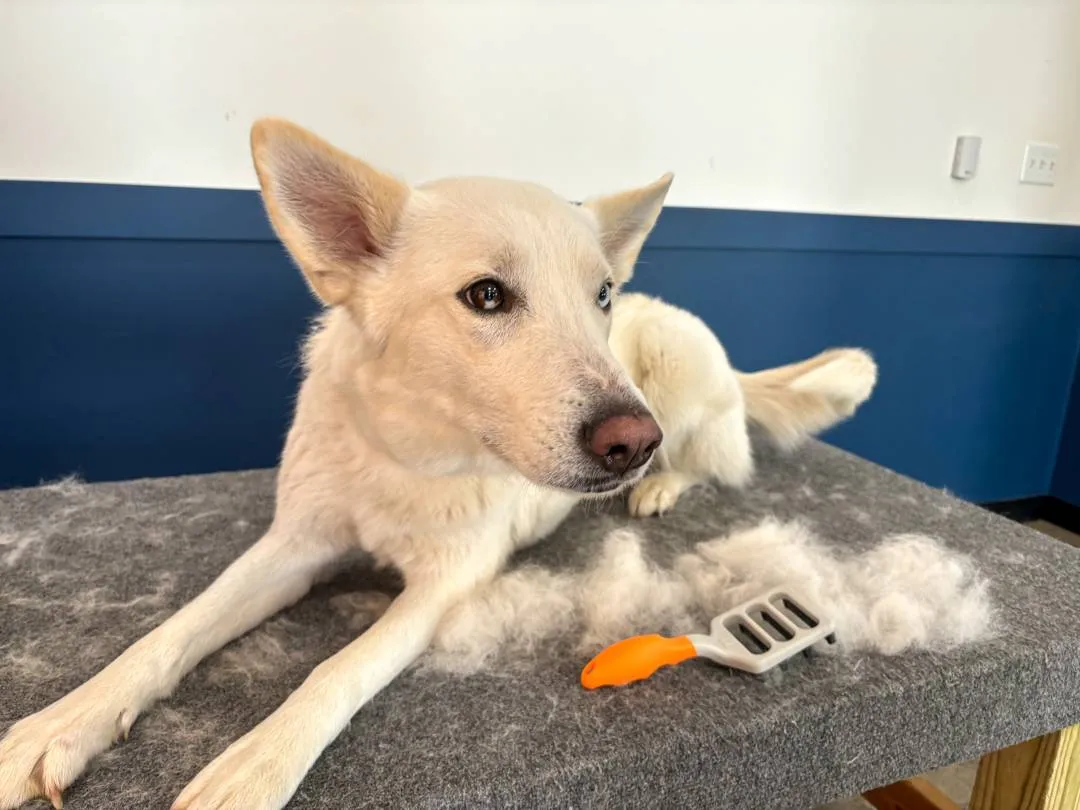 Copy of Copy of IMG_3345(1)