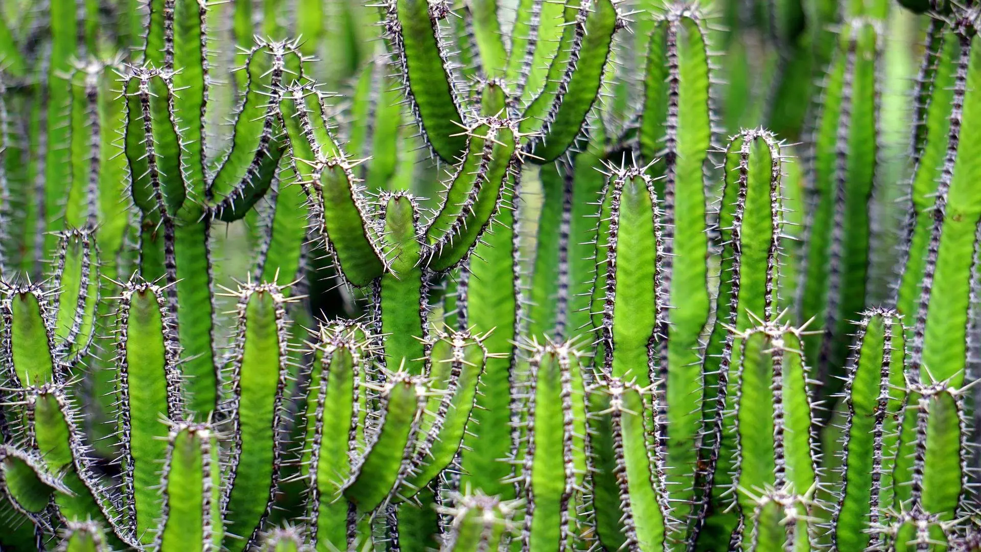 variousphotography-cacti-1453793_1920