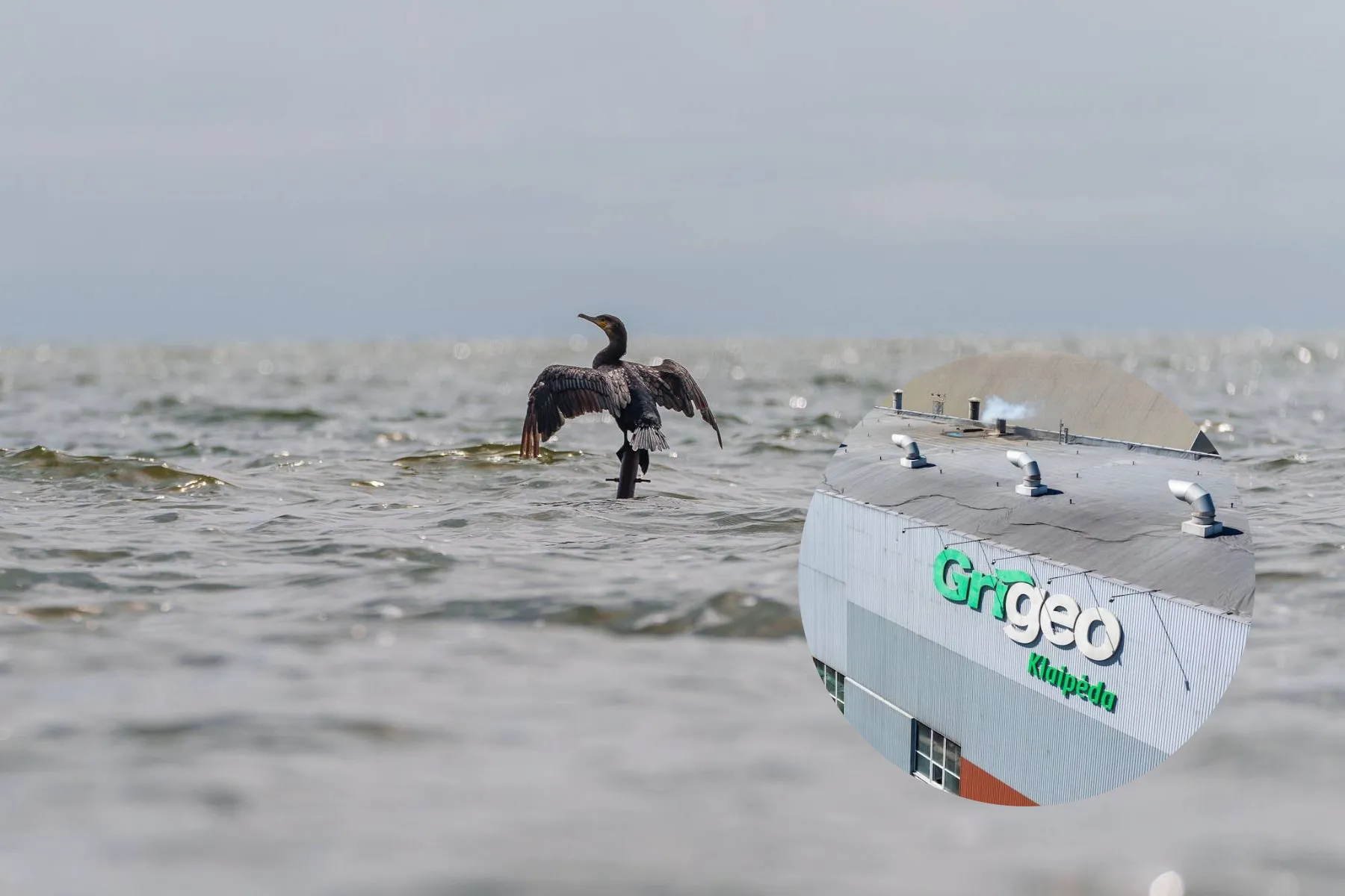 Kuršių marios, Grigeo Klaipėda