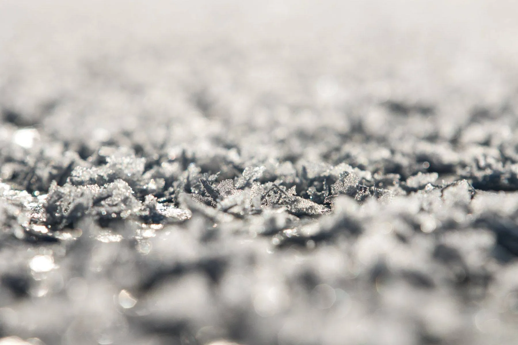 Ledas, kuršių marios