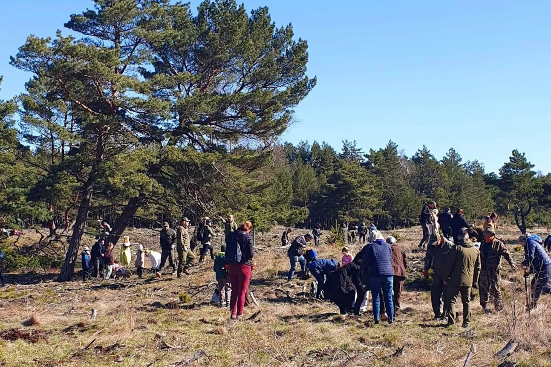 Neringoje vyko tradicinis miškasodis / Neringos mero D. Jasaičio nuotr.