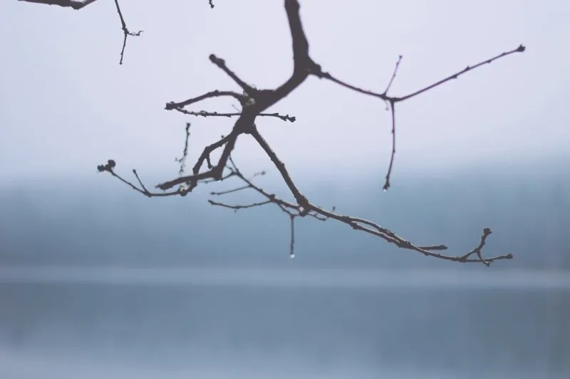 branch branches twigs rain drop