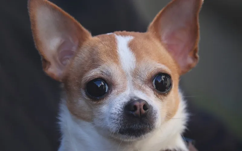 chihuahuaPIXABAY