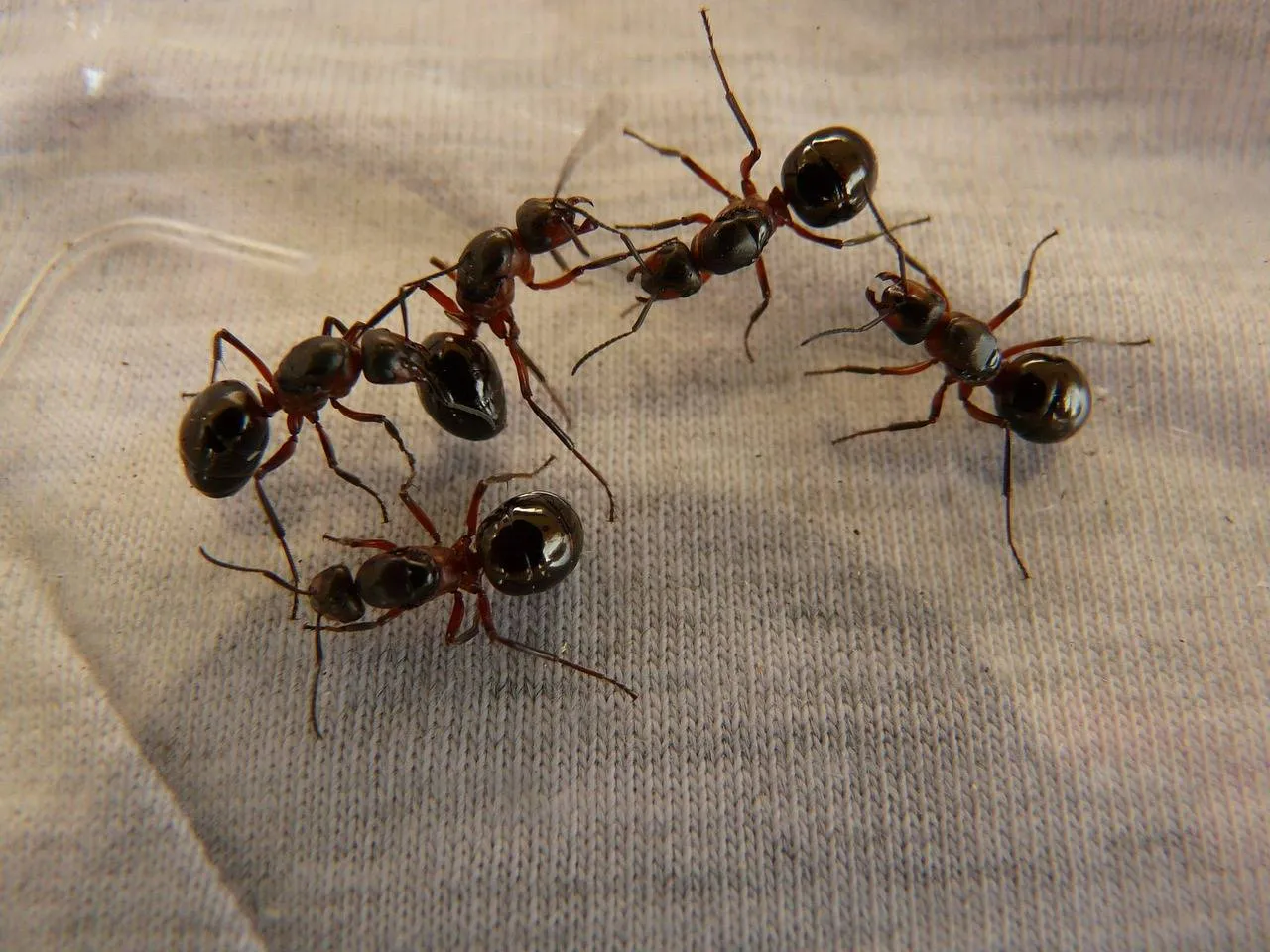 wood ant queens 3254 1280