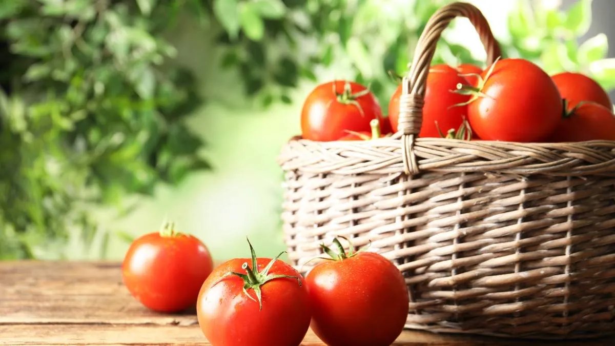 250902TOMATEN