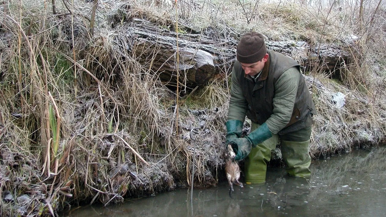 2015 01 26 muskusrattenbestrijding