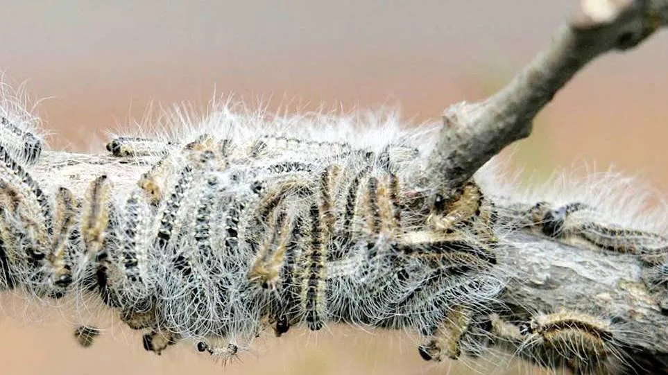 2016 06 16 eikenprocessierups