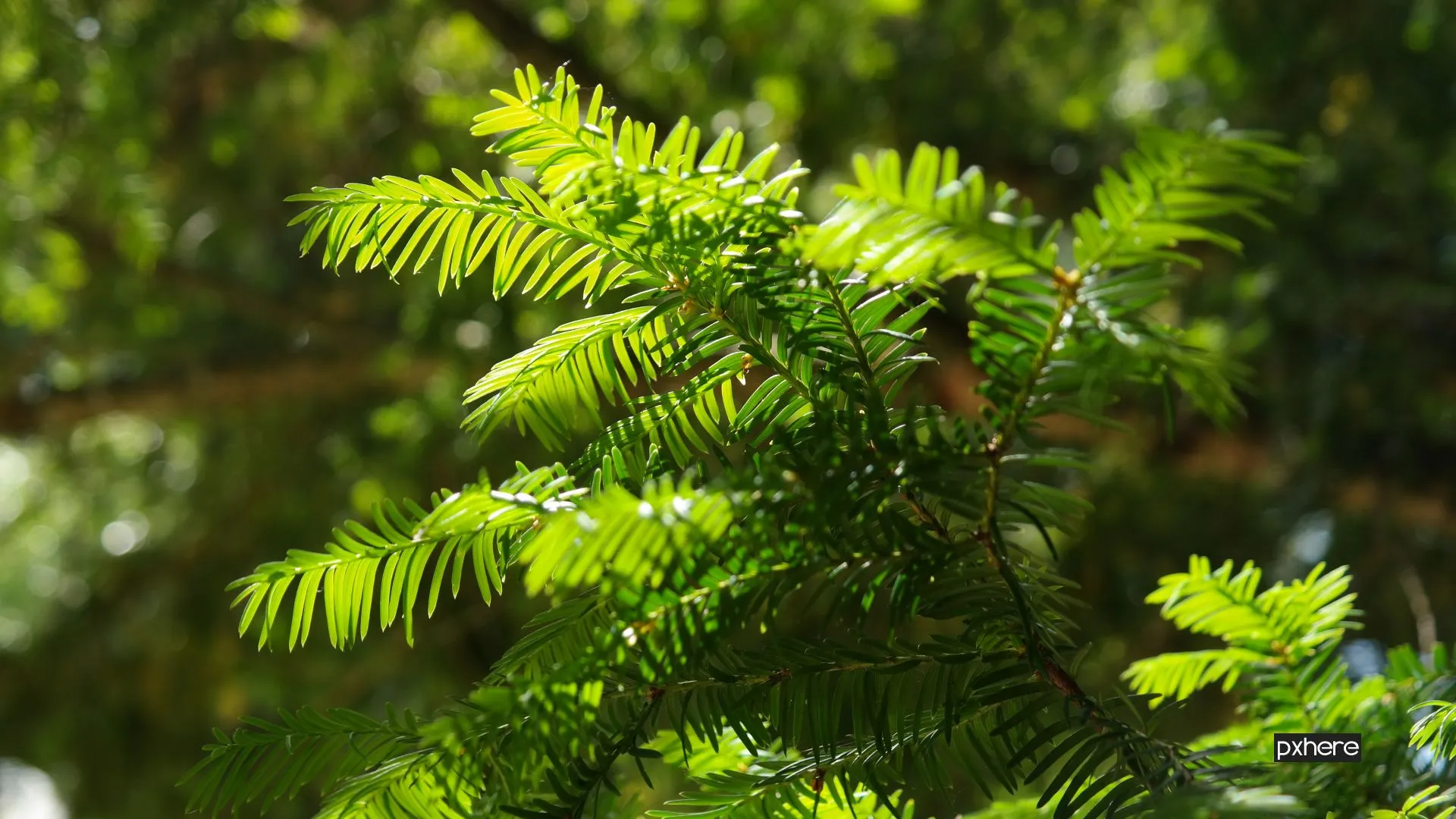 2022 06 07 taxus tree forest branch plant leaf flower 1123498 pxhere