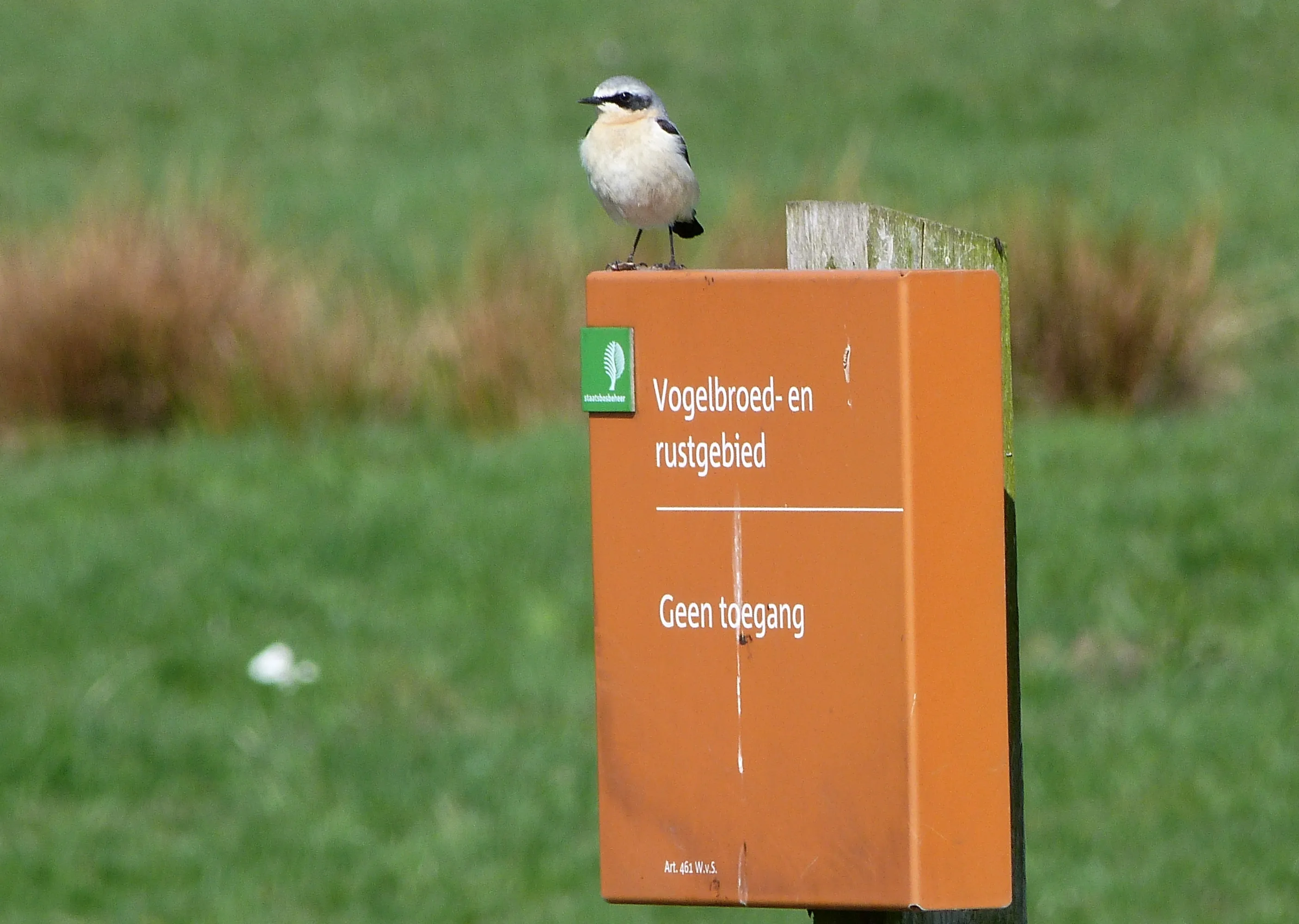 egjacv11xce7q0srs50f8igtk nvogelpaaltje