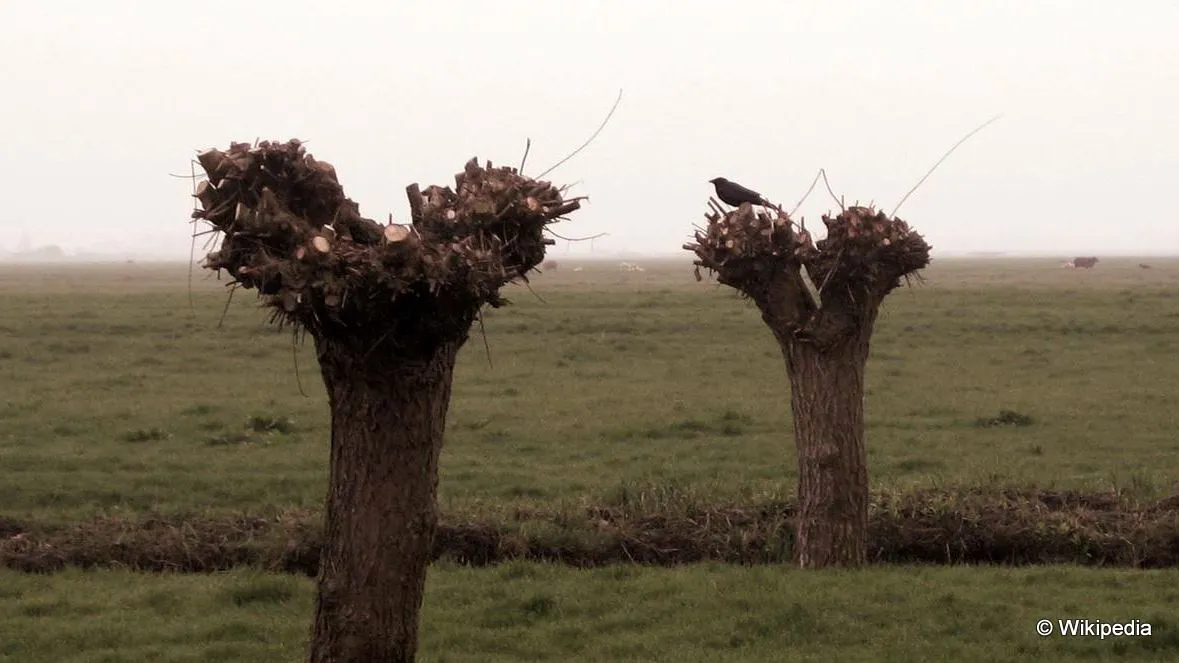 i076ctg4hlkyojoefzb67zt1z knotwilgen