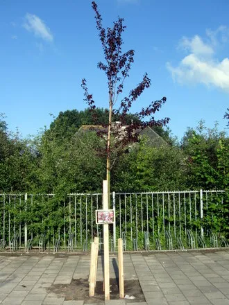 onolzxns3cuia4tdm0f0z9env 71281