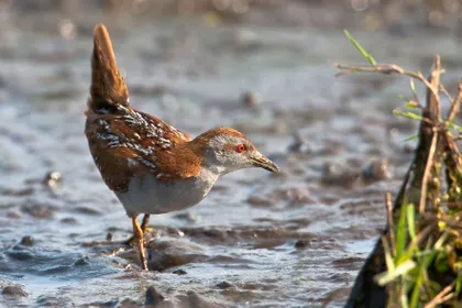 pmrnbjybznes11seswzkuzkb5 29243