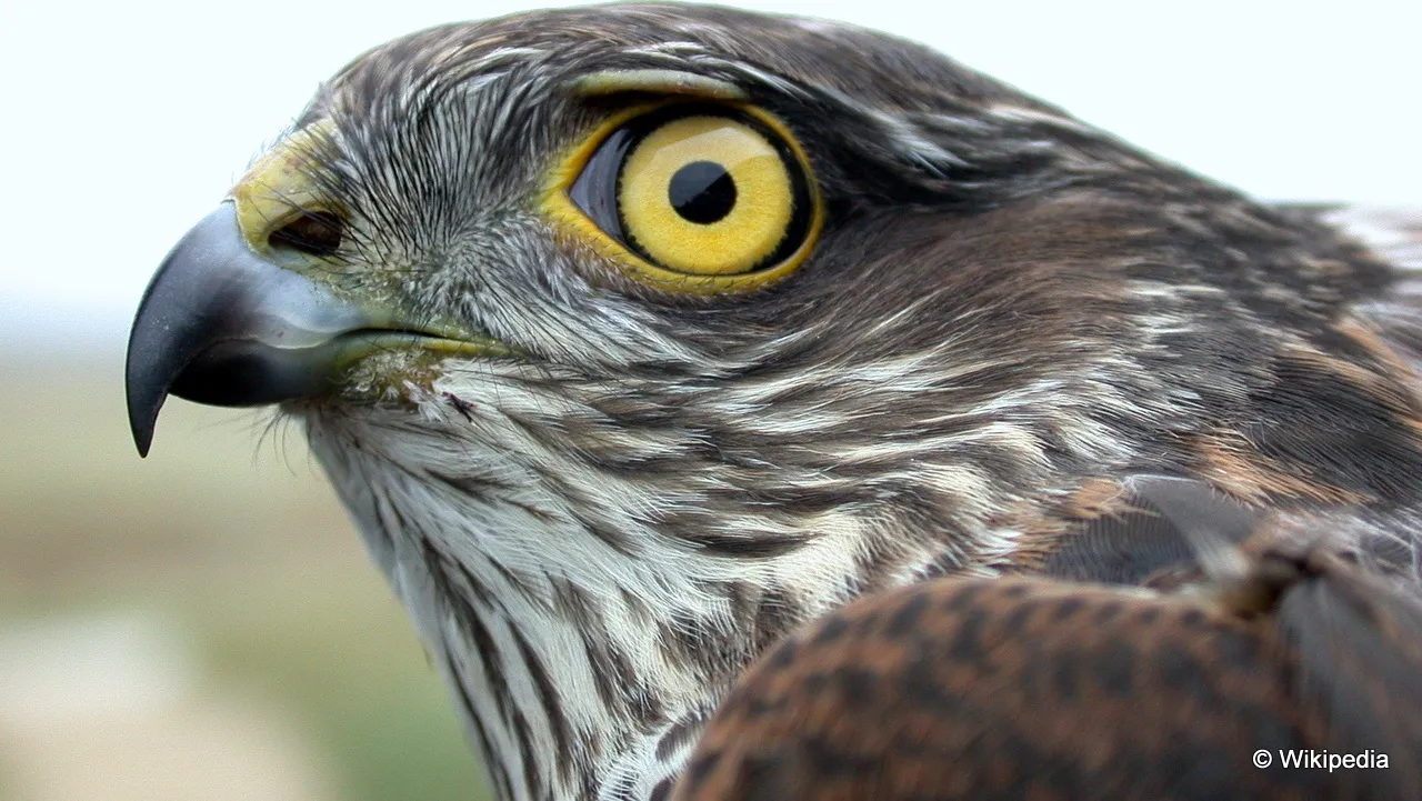 vc5ldot4yhi4dwgq912p6k10d sperwerman