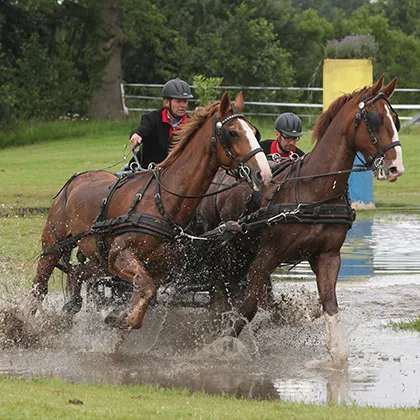xncszmzo9juhnt62paiq7djqf 2011 07 03aangespannenpaard09