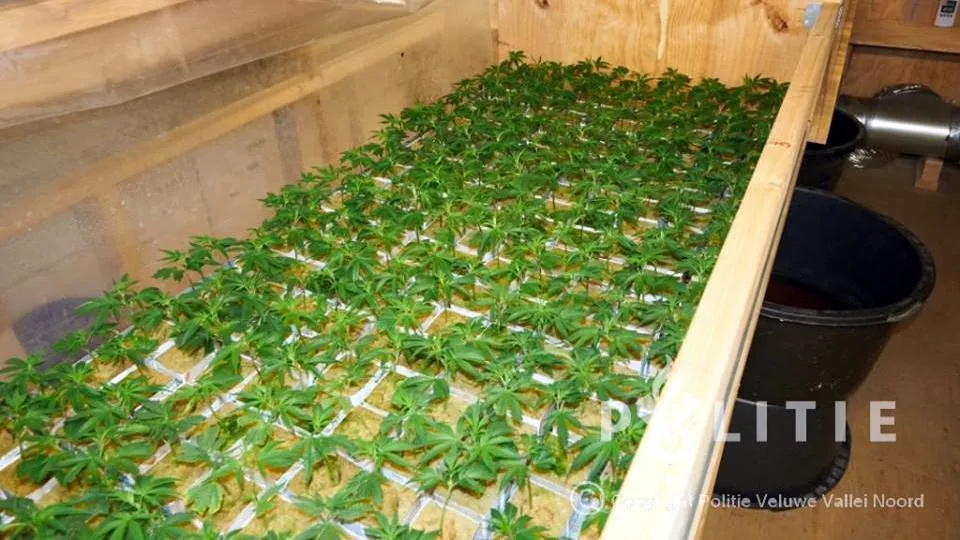 2015 10 13 hennepkwekerij