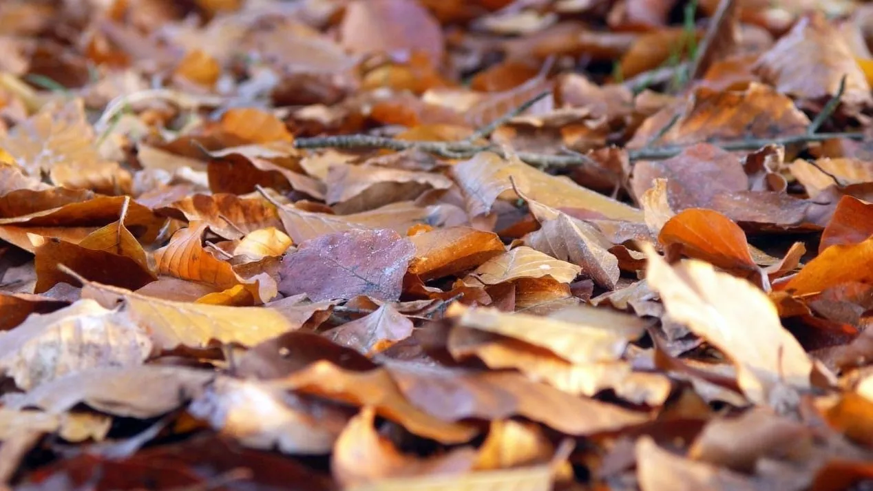 2015 11 03 bladafval