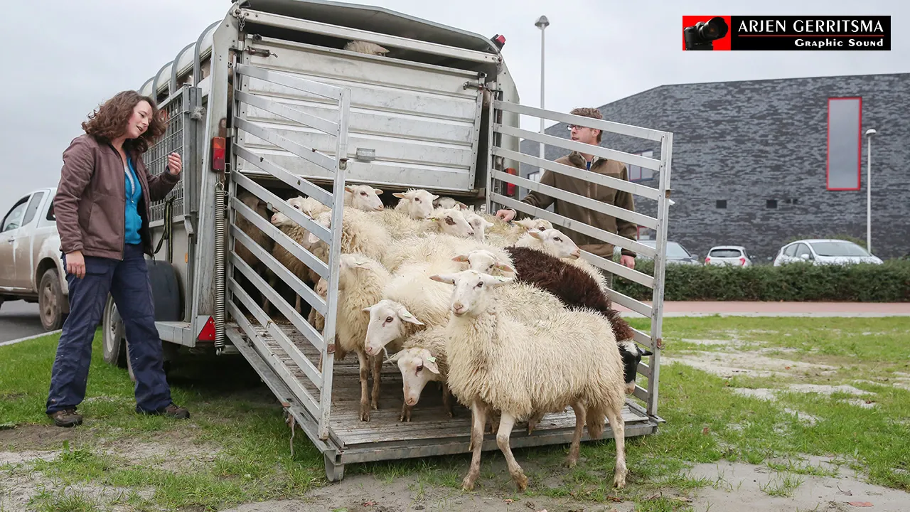 2015 11 16 schapen in wijk corlaer 001