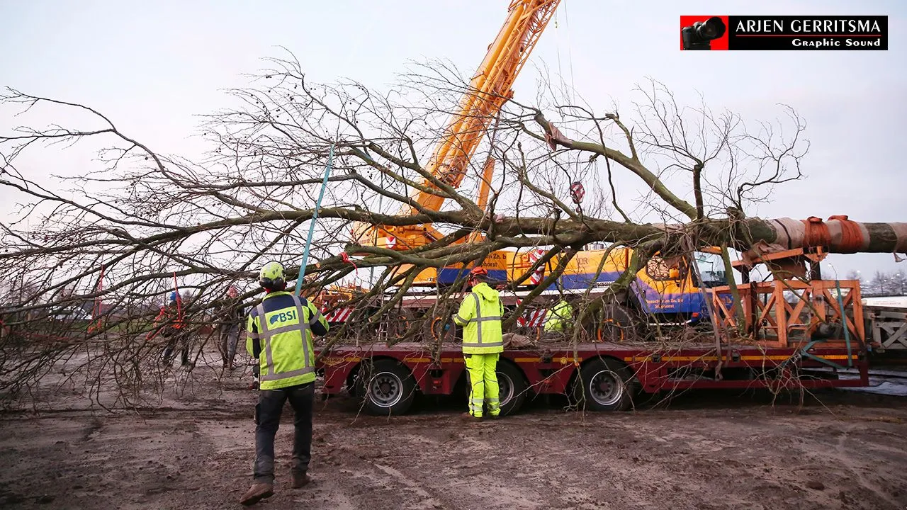 2015 12 10 boomverplaatsing arjen 003