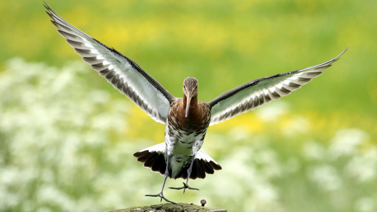 2016 04 07 polder 2 grutto rick