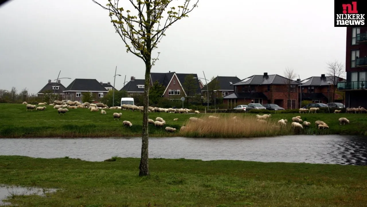 2016 04 26 schapen 02
