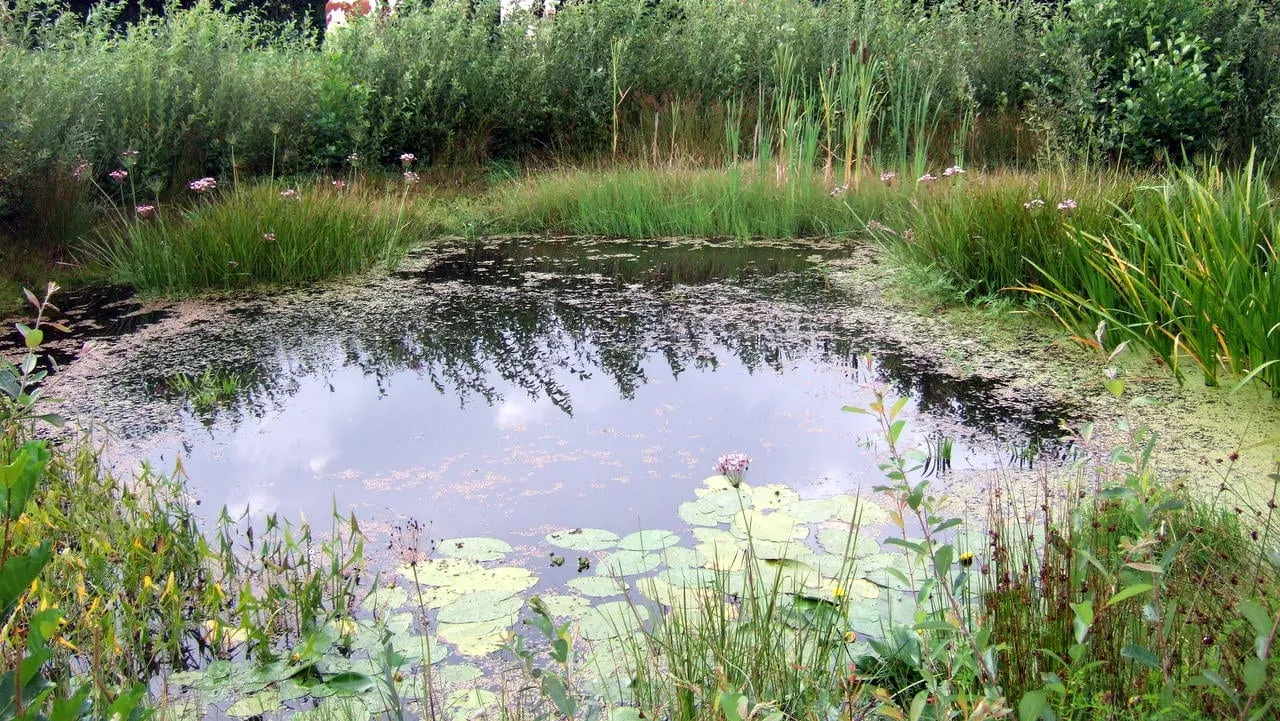 2016 05 10 poelen bouwmeester oost dscf1485