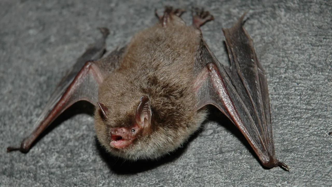 2016 05 12 watervleermuis dick snel 3