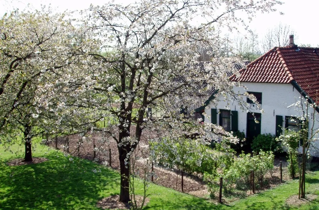 2016 06 01 bloesem klein