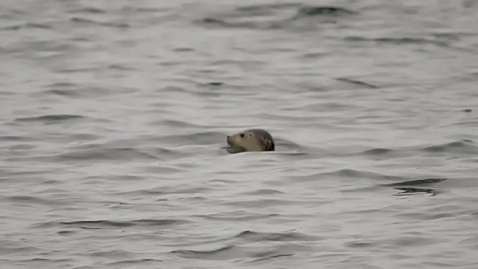 2016 11 01 zeehond 2