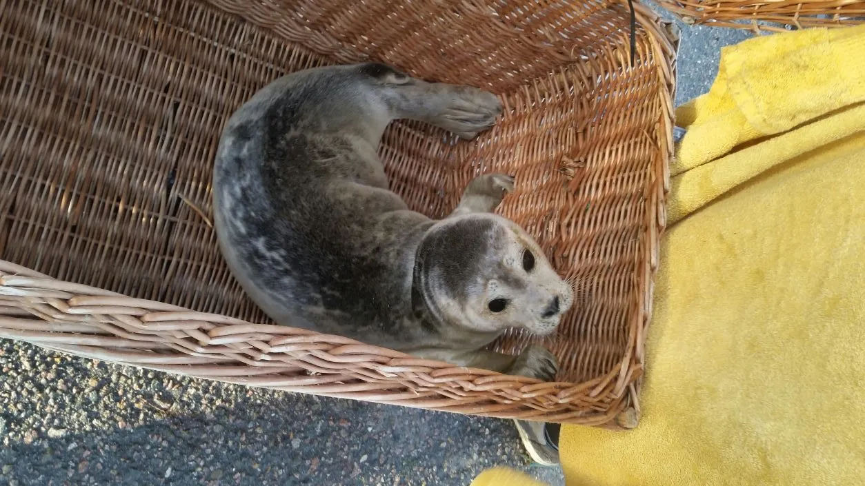 2016 11 03 zeehond 3