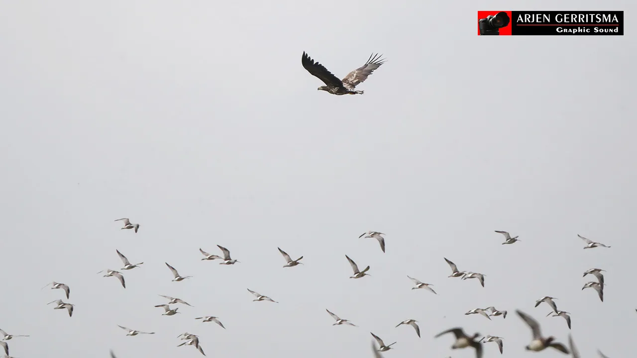 2017 02 05 roofvogels 08