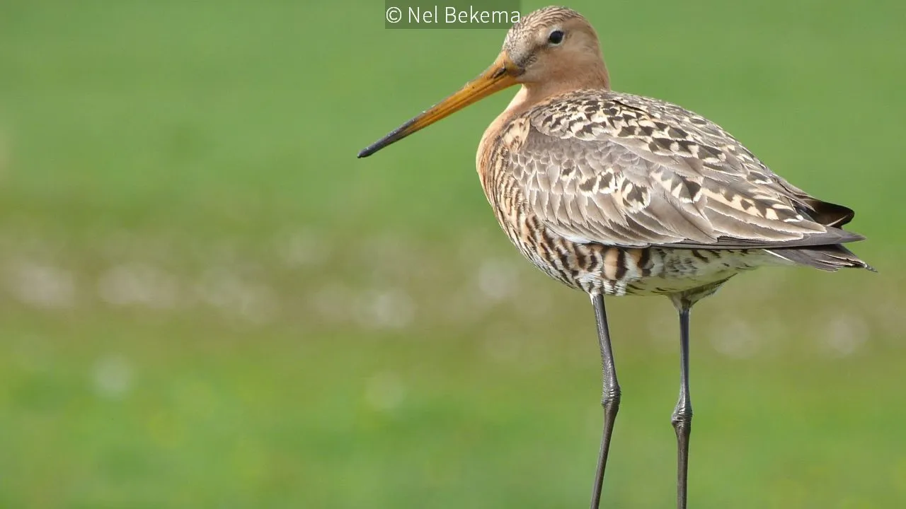 2017 03 10 gruttos blik1