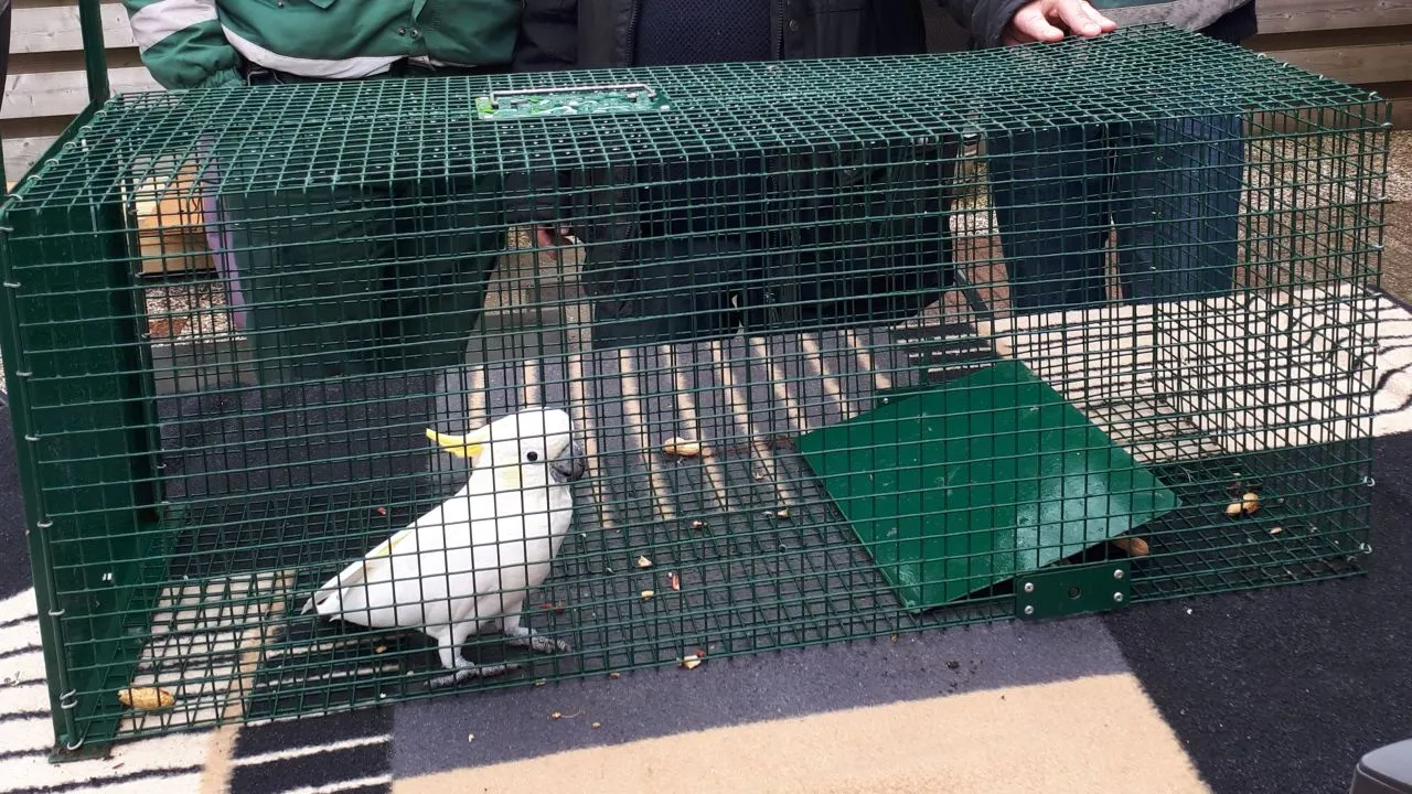 2017 03 21 kakatoe 1