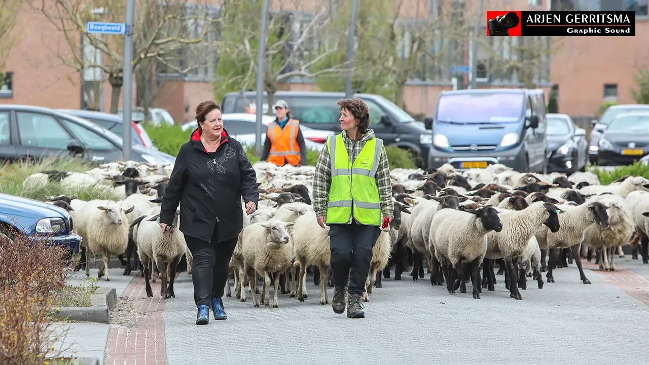 2017 04 12 schapen 010