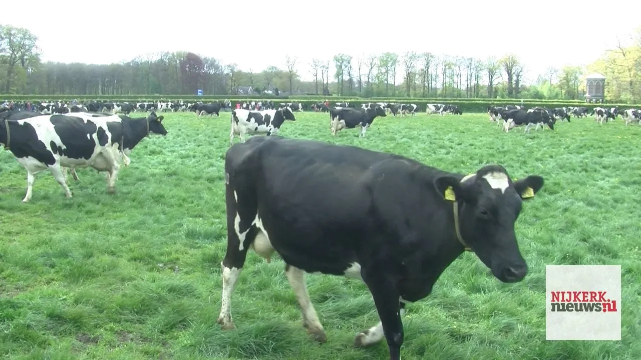 2017 04 29 dansende koeien