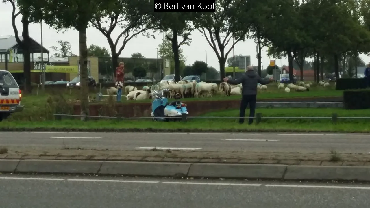 2017 10 07 schapen