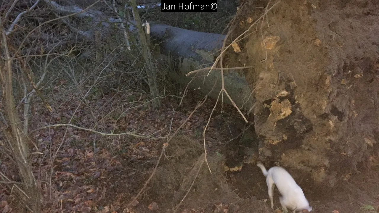 2018 01 3 stormschade hoevelakense bos