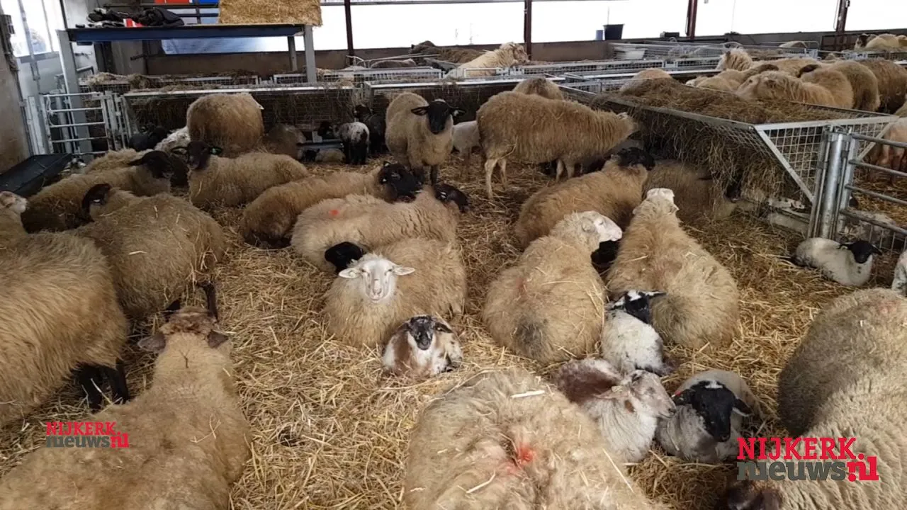 2018 03 10 lammetjesdag