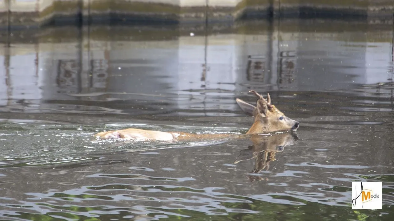 2018 05 31 hert in water 1