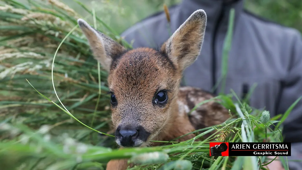 2018 06 04 reekalfjes redden 2 10