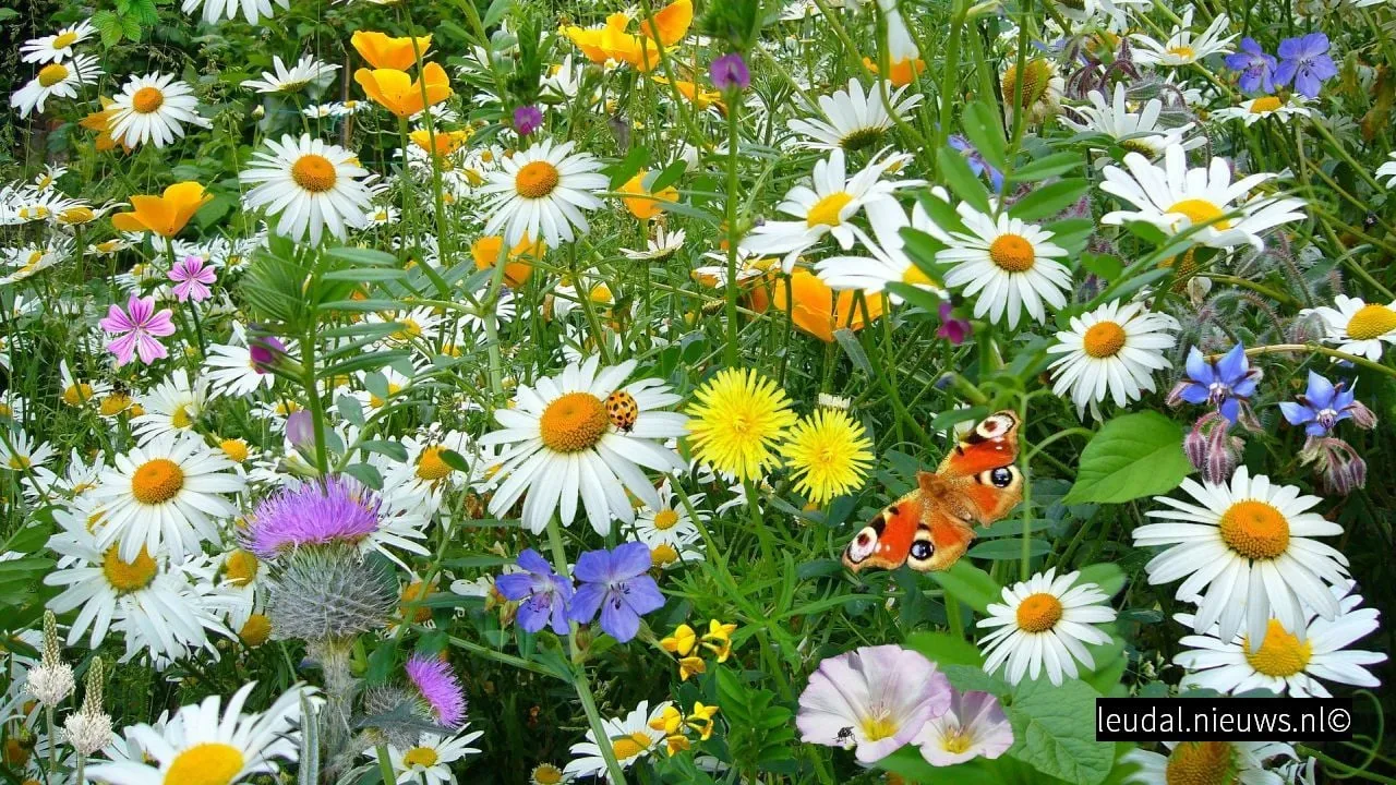 2018 09 13 kleurrijke akkerrand 01