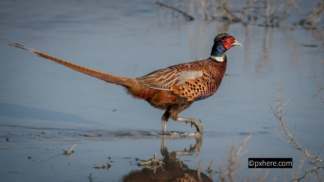 2018 11 10 fazant 01