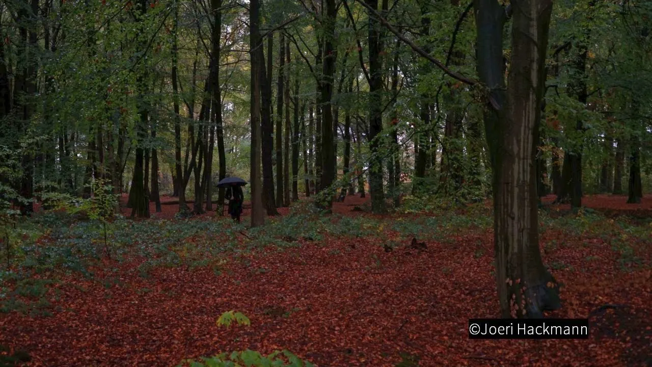 2018 11 10 hoevelakense bos 02