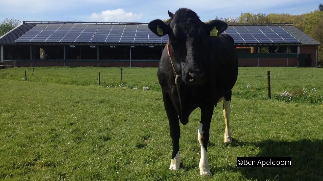 2018 12 05 koe zonnepanelen 001