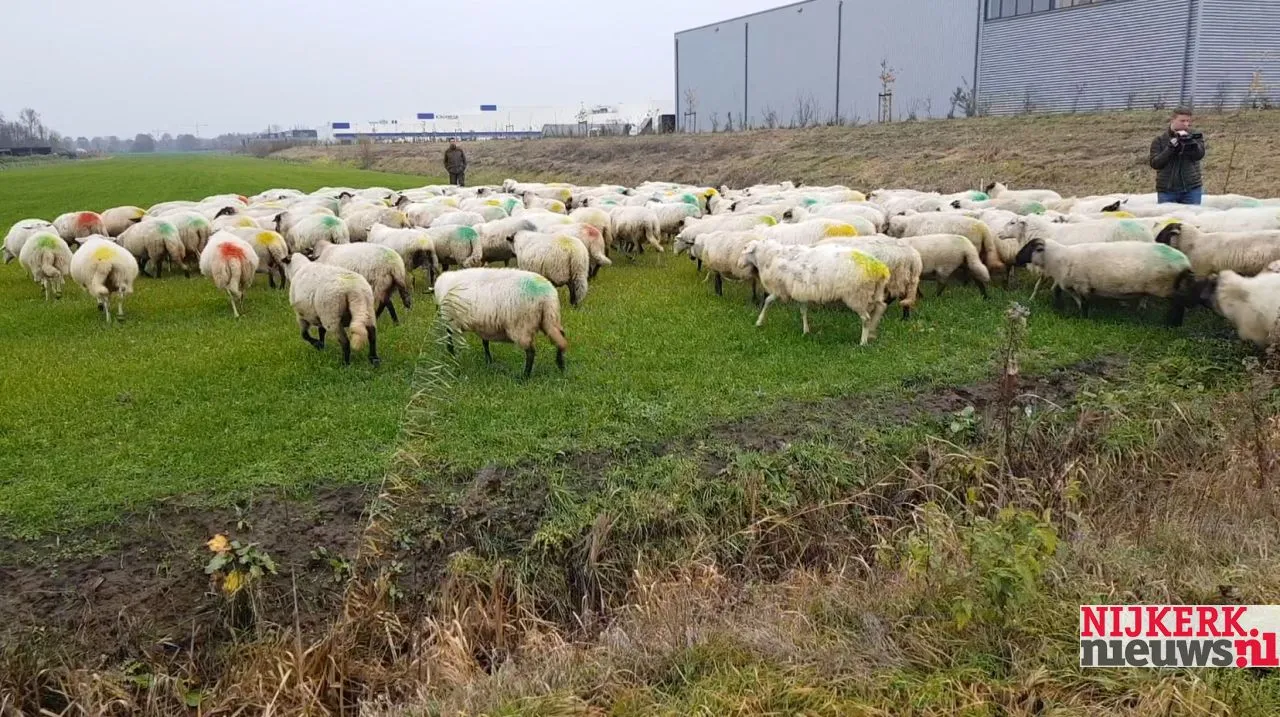 2018 12 05 schapen in wei