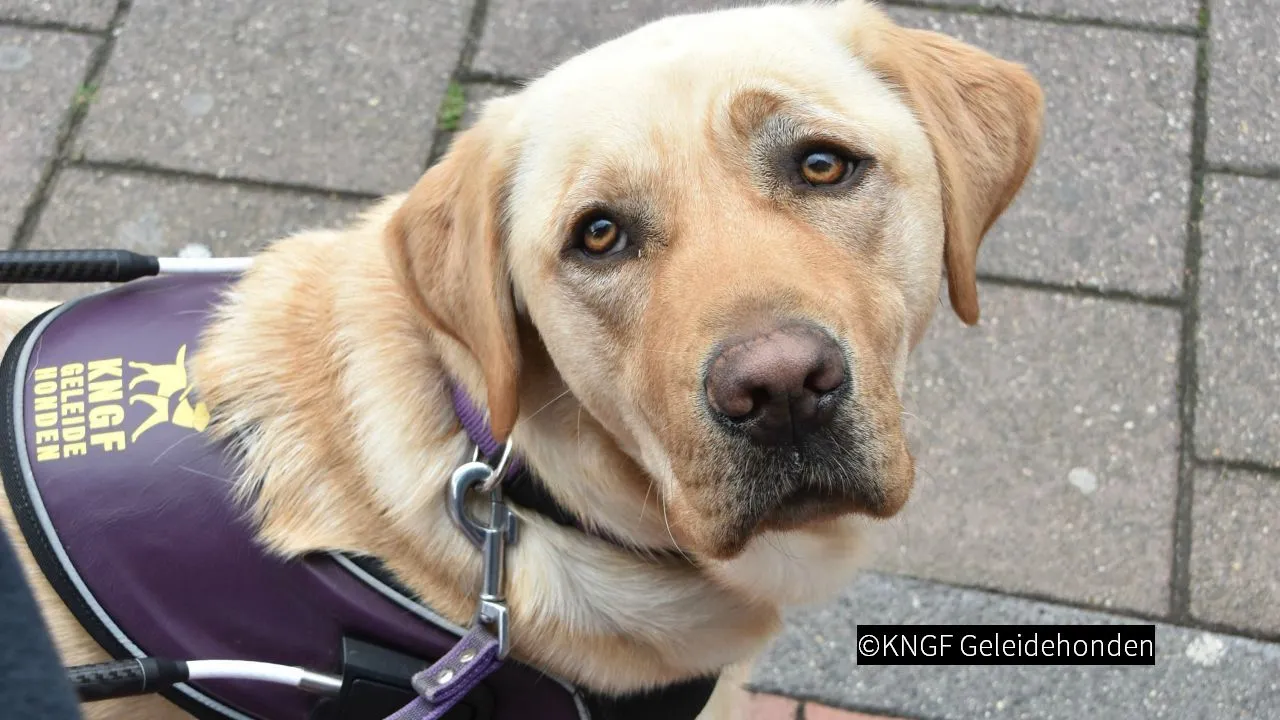 2018 12 13 blindengeleidehond van kngf geleidehonden in tuig kijkt op x