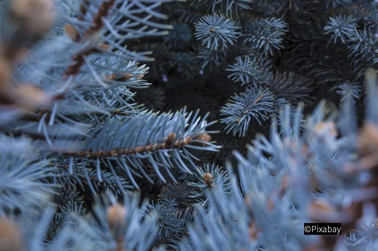 2019 01 04 kerstboom kerstbomen